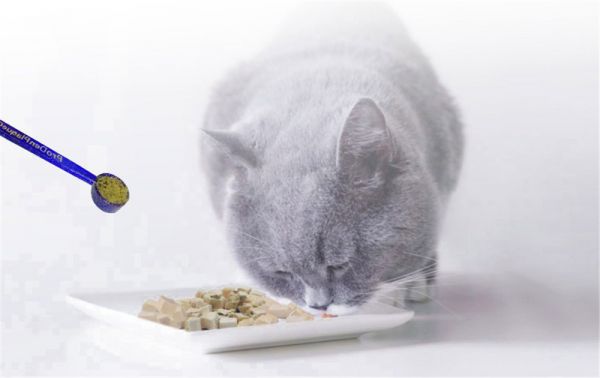 猫咪肠胃敏感，主人需要注意这些方面