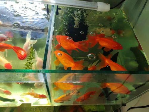 高新区宠物店“鱼乐无穷”卖观赏鱼