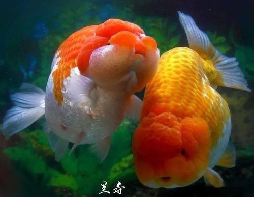 兰寿金鱼选购技巧,打造宠物新宠