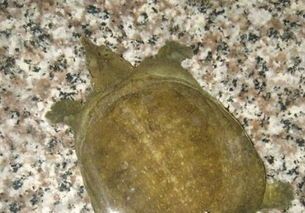 地图鱼挑选:一眼辨公母,宠物选对它!
