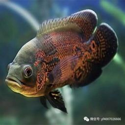 观赏鱼批发市场寻，宠物进货攻略来！