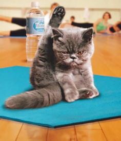 热带鱼招财猫，宠物界新宠，潜力无限大！