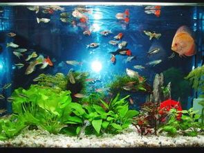 养鱼小技巧，水族箱养鱼禁忌，新手必看！