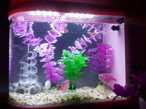 养鱼小技巧，水族箱养鱼禁忌，新手必看！