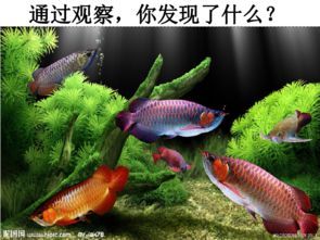 解锁宠物界的六种鱼:如何选购最适合你的水族箱?