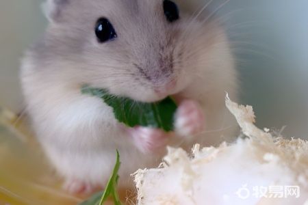怎样养好仓鼠