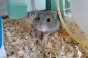 怎样才能养好仓鼠