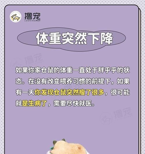 仓鼠生病的日常措施与紧急应对方法（保护宠物健康的必备知识）