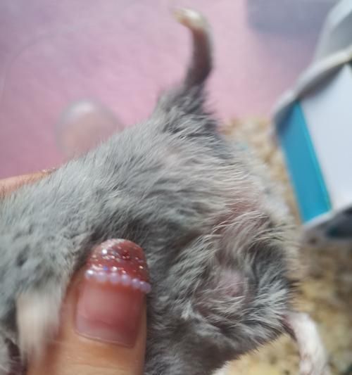仓鼠生病的日常措施与紧急应对方法（保护宠物健康的必备知识）