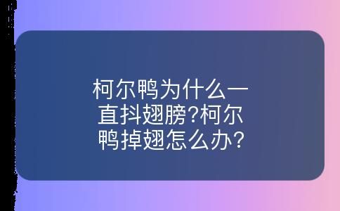 柯尔鸭为什么一直抖翅膀?柯尔鸭掉翅怎么办?