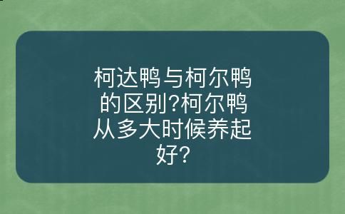 柯达鸭与柯尔鸭的区别?柯尔鸭从多大时候养起好?