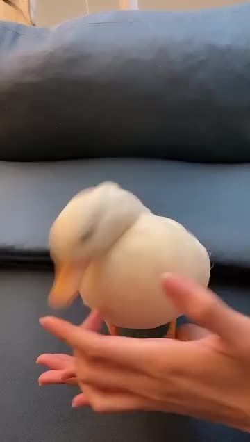 可爱到膨胀的柯尔鸭