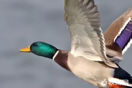 柯尔鸭怎样饲养