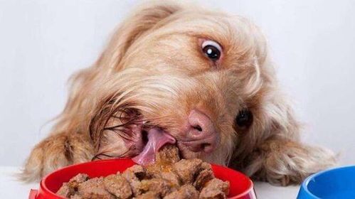 狗粮与自制狗饭混喂：营养均衡，需注意比例。