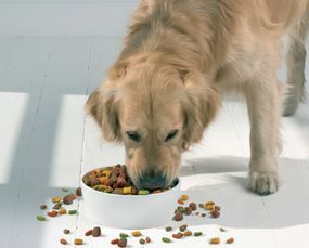 狗粮与自制狗饭混喂：营养均衡，需注意比例。