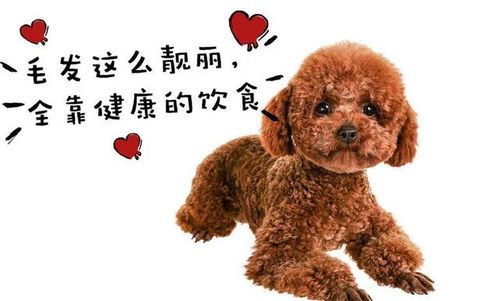 八个月泰迪狗粮减半，调整饮食宜渐进。