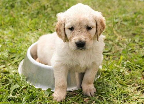 幼犬每日狗粮量适中，定时定量。