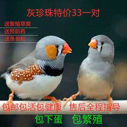 珍珠鸟宠物鸟活小鸟爱情牡丹文鸟鹦鹉手养鸟灰白珍珠鸟文鸟小鸟