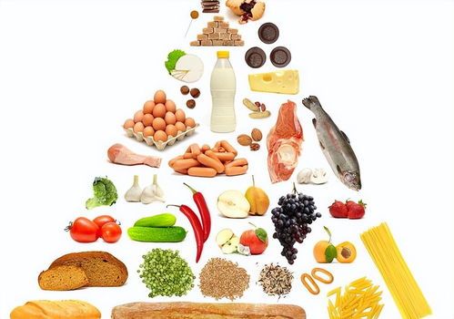 宠物饮食指南:科学喂养,健康成长。