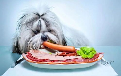 宠物狗月度喂食次数:适量分餐,健康优先。