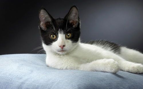 猫咪拉肚致肚胀,速用宠物肠胃宝