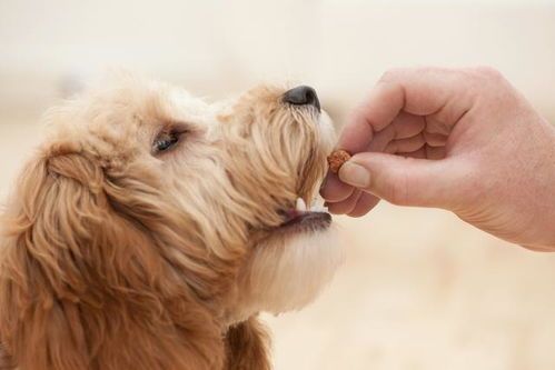 9月龄犬选什么狗粮？宠物狗粮推荐指南