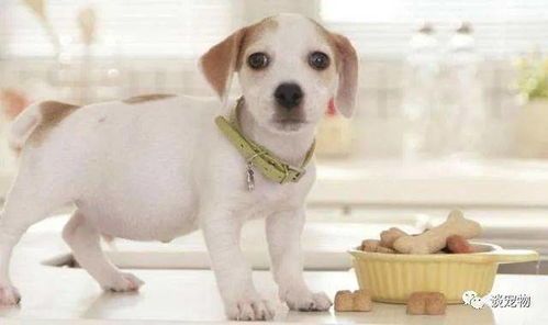 9月龄犬选什么狗粮？宠物狗粮推荐指南