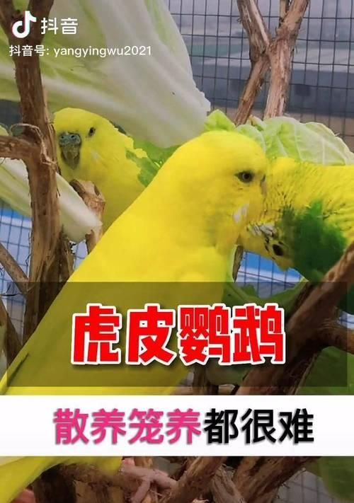 虎皮鹦鹉的养殖指南（宠物鸟虎皮鹦鹉的饲养技巧与注意事项）