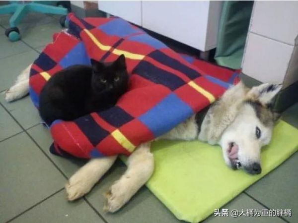 波奇宠物生活全面关爱指南，打造幸福宠物生活