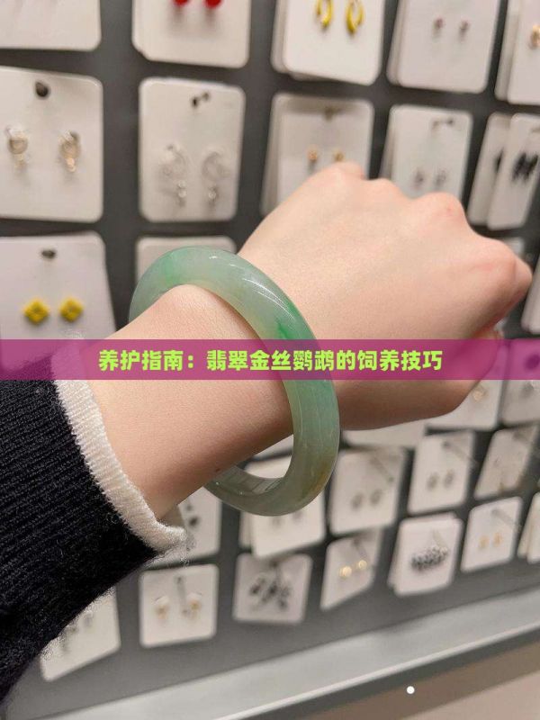 养护指南：翡翠金丝鹦鹉的饲养技巧