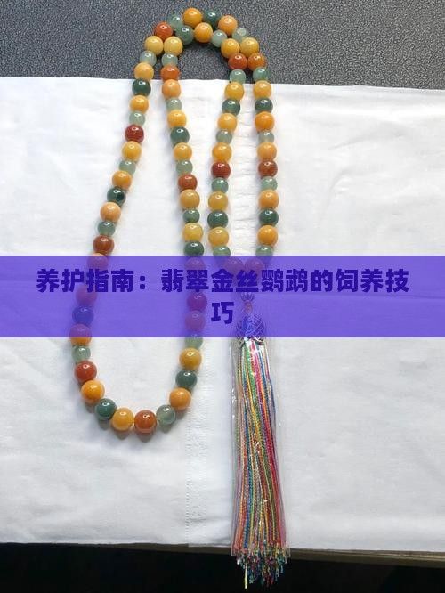 养护指南：翡翠金丝鹦鹉的饲养技巧