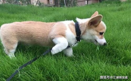 早养狗，早受益，养宠攻略必看！