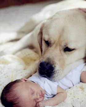 3月幼犬勿服婴儿药，宠物用药需谨慎！