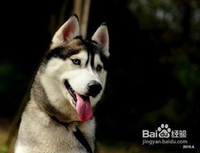 3月幼犬勿服婴儿药，宠物用药需谨慎！
