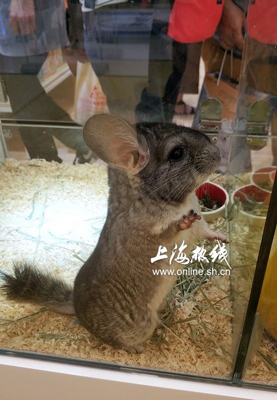 宠掌门萌宠乐园电话广东——打造宠物爱好者的天堂