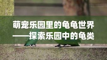 萌宠乐园里的龟龟世界——探索乐园中的龟类宠物