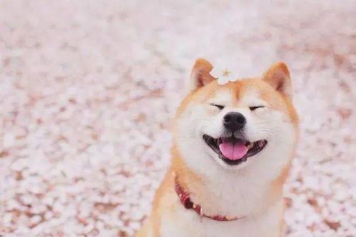 柴犬幼犬营养攻略，宠物养护秘籍
