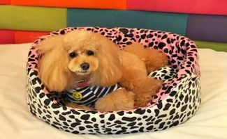 宠物小精灵幼犬教程，爱宠必备