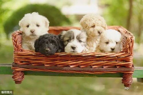 幼犬每日食量约30-50克，按月龄增减。