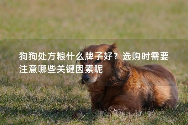 狗狗处方粮什么牌子好？选购时需要注意哪些关键因素呢