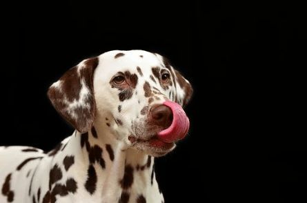 狗狗拒食处方粮?试试换口味或咨询兽医。