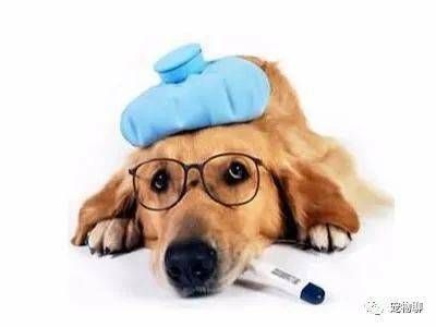 春季狗狗易病，这些措施帮你轻松应对！