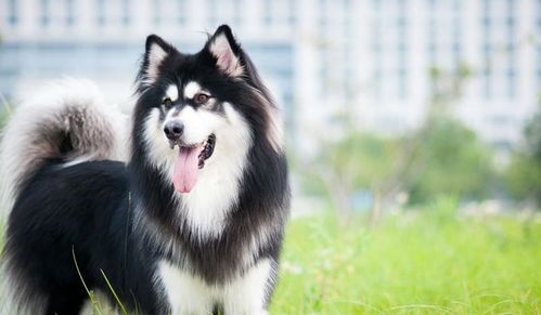 “阿拉斯加犬夏季护理,注意防晒防暑。”