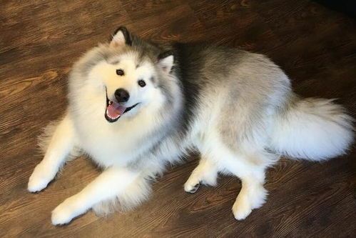 “阿拉斯加犬夏季护理,注意防晒防暑。”