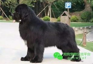 纽芬兰犬赏心悦目时期揭秘