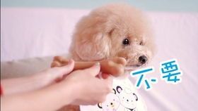 夏日防狗中暑，宠物清凉度夏