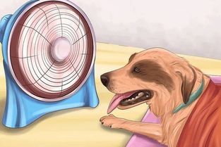 夏日狗狗降温食谱推荐