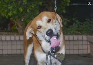 打造狗狗清凉避暑、远离细小环境