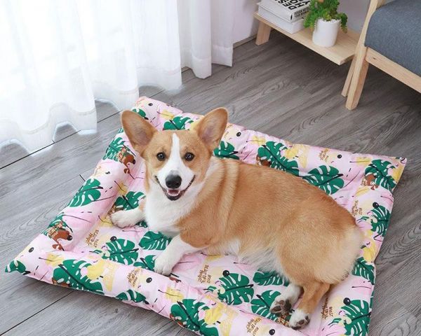 狗狗过夏清凉攻略（为宠物度过炎炎夏日，让狗狗享受清凉）