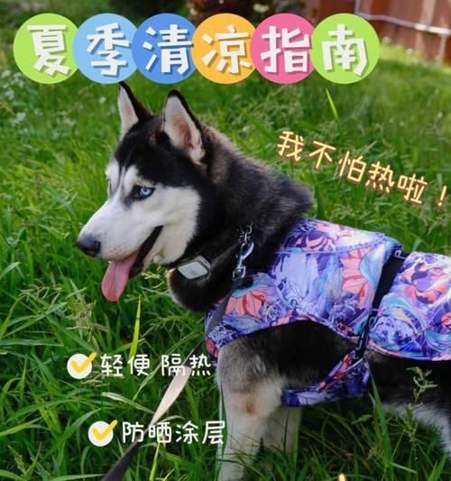 狗狗过夏清凉攻略（为宠物度过炎炎夏日，让狗狗享受清凉）